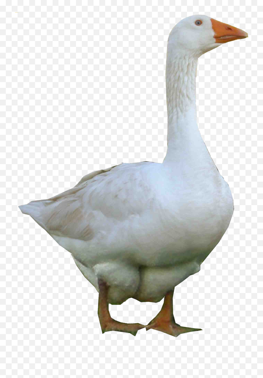 Png Goose Free Goose - Goose Png Transparent Emoji,Goose Emoji