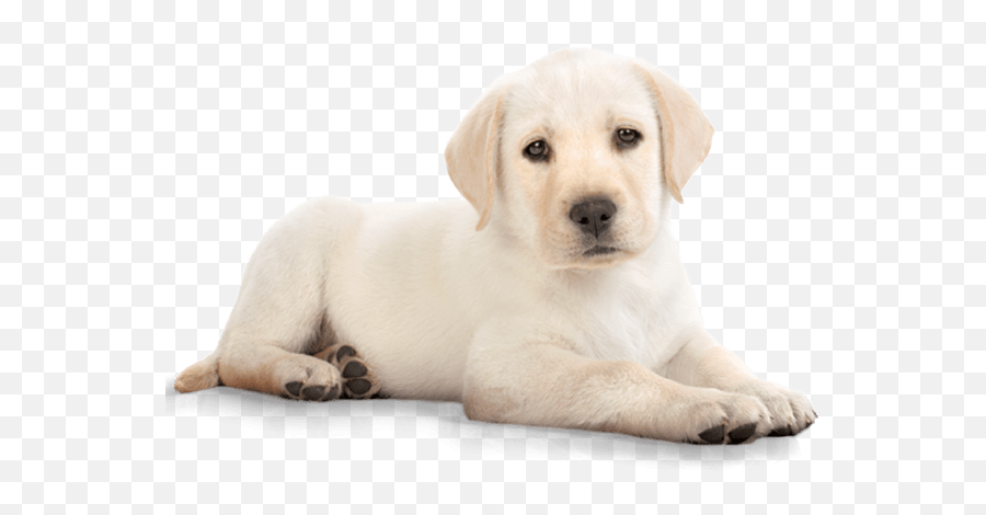 Golden Retriever Puppy Png Photos - Dog Png Emoji,Golden Retriever Emoji