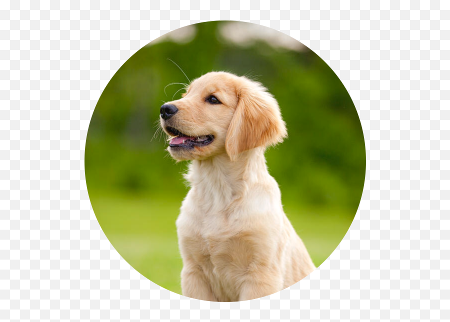 Golden Retriever Goldenretriever - Portrait Puppy Emoji,Golden Retriever Emoji