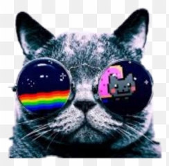 Cool Cat Rainbow - Pictures That Are 2048 Pixels Wide Emoji
