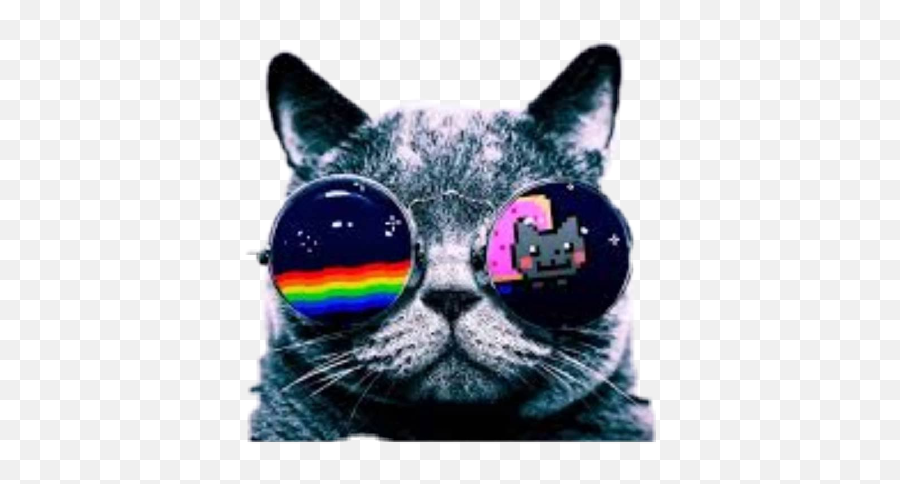 Cool Cat Rainbow - Cool Pictures That Are 2048 Pixels Wide Emoji,Cool Cat Emoji