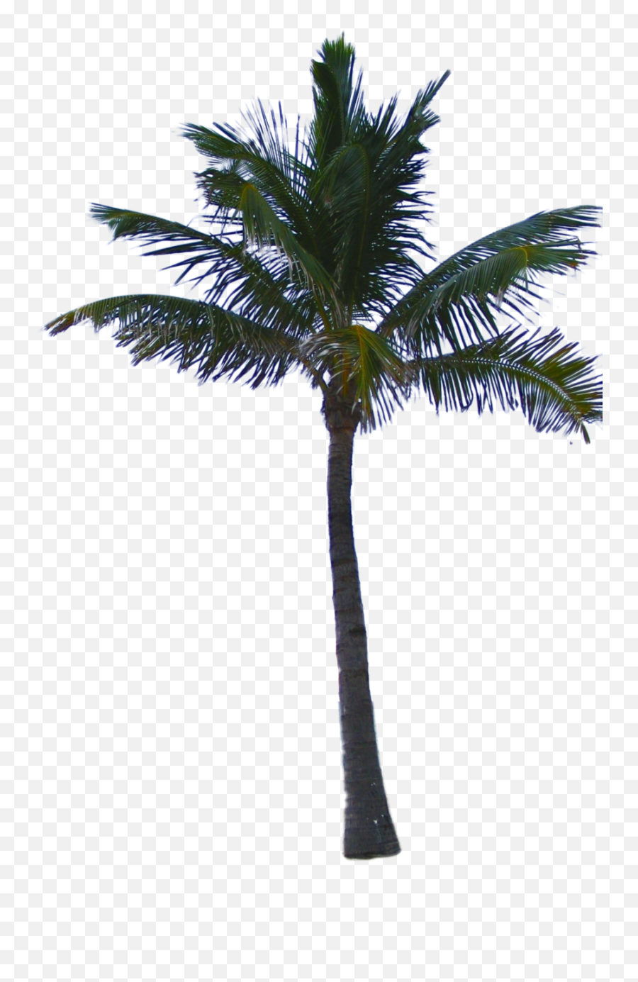 Palm Tree Png Image 2501 - Palm Tree Png File Emoji,Palm Tree Emoji