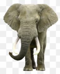 Elephant Bama Alabamafootball - Elephant Realistic Clipart Emoji,Alabama Football Emoji
