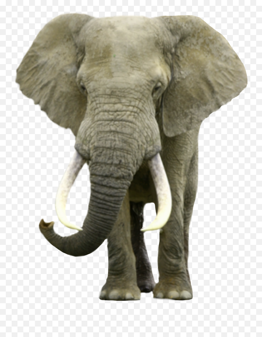 Elephant Bama Alabamafootball - Elephant Realistic Clipart Emoji,Alabama Football Emoji