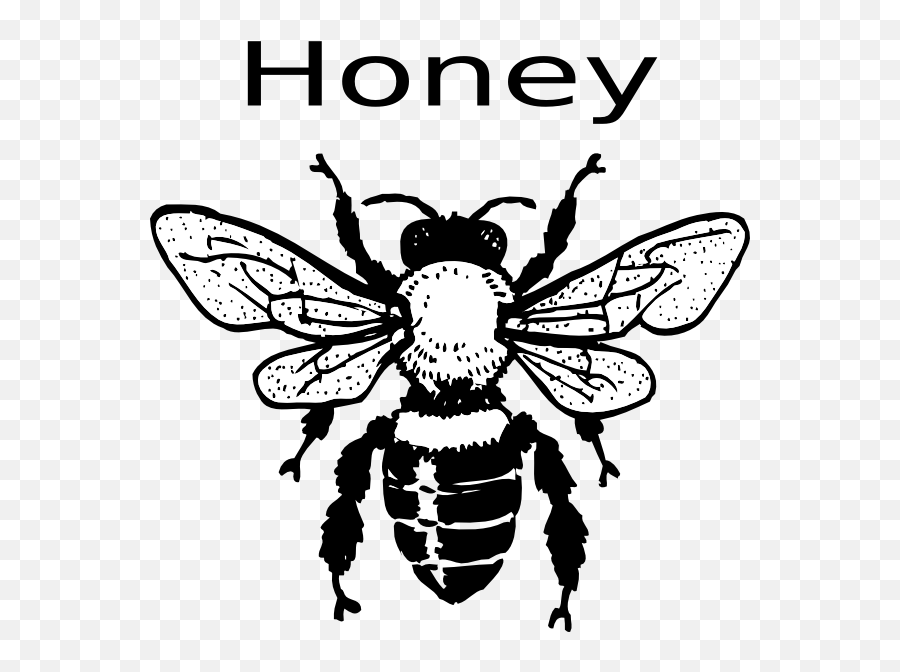 Honeybee Vector Picture - Black And White Honey Bee Clipart Emoji,Honeybee Emoji