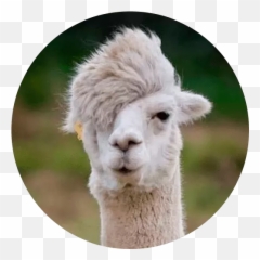 Emoji 6 - Stickers For Whatsapp Funny Animals With Long Hair,Alpaca Emoji