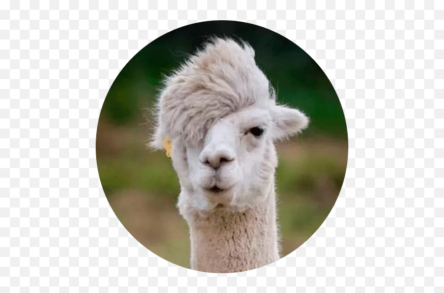 Emoji 6 - Stickers For Whatsapp Funny Animals With Long Hair,Alpaca Emoji