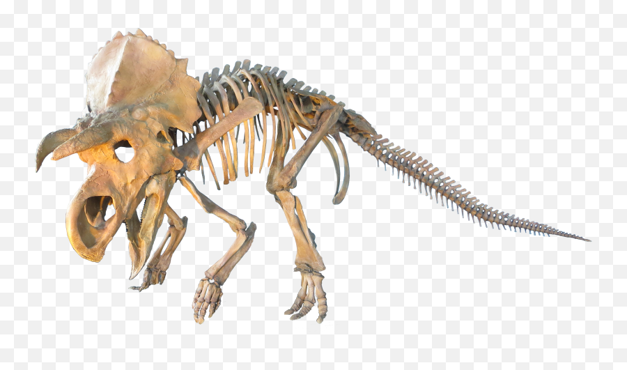 Dinosaur Fossil Png - Triceratops Fossil Transparent Background Emoji,Pterodactyl Emoji