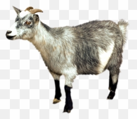 Clipart Goat Pygmy - Mountain No Background Emoji