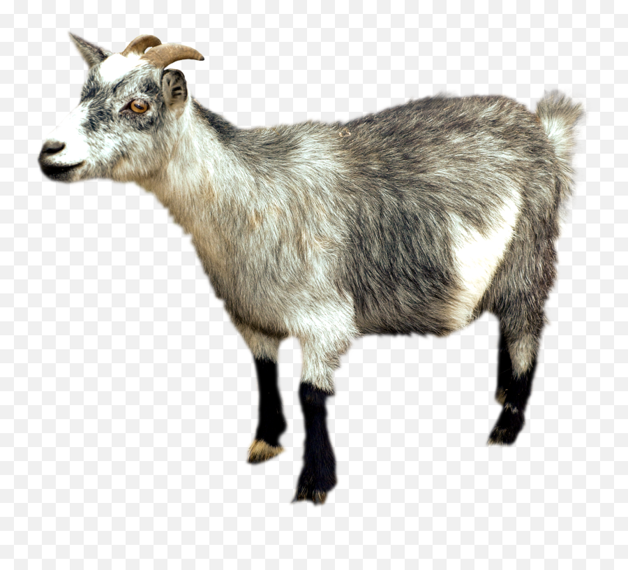 Clipart Goat Pygmy Goat Clipart Goat - Mountain Goat No Background Emoji,Goat Soup Emoji