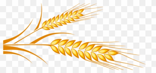 Rice Grain Clipart Png Bed 41 Amazing Cliparts RGCPB - Illustration Emoji