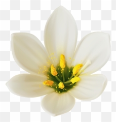 White Flower Png White Flower Png Transparent Free For - White Flower Clipart Png Emoji,White Flower Emoji
