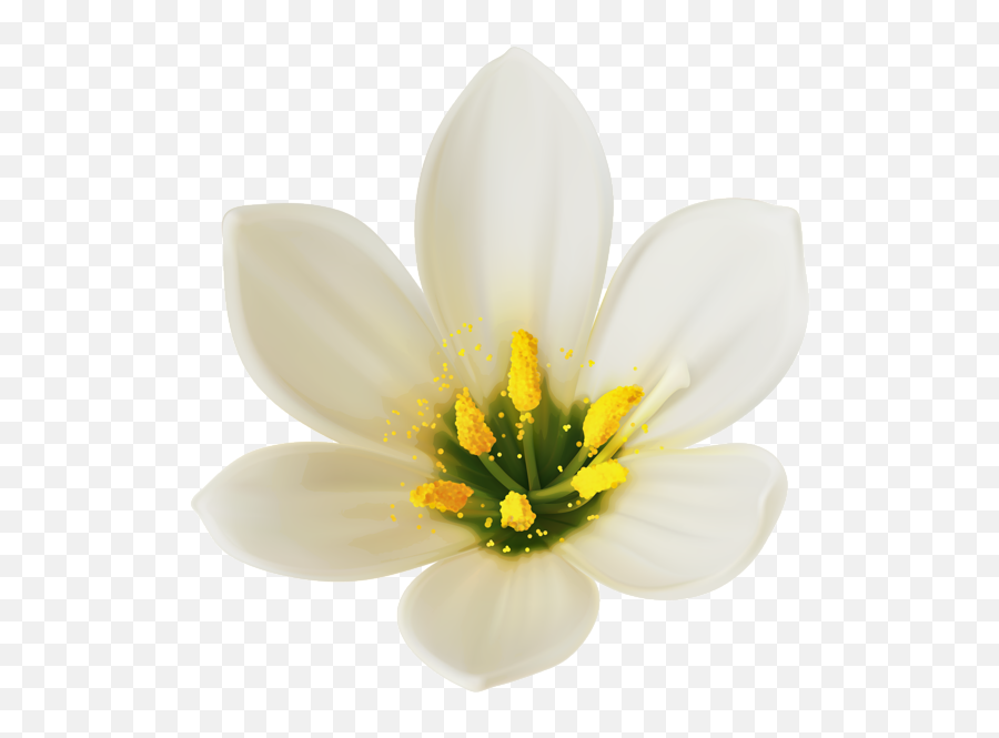 White Flower Png White Flower Png Transparent Free For - White Flower Clipart Png Emoji,White Flower Emoji