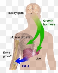Endocrine Growth Regulation - Pituitary Gland Hormone Emoji