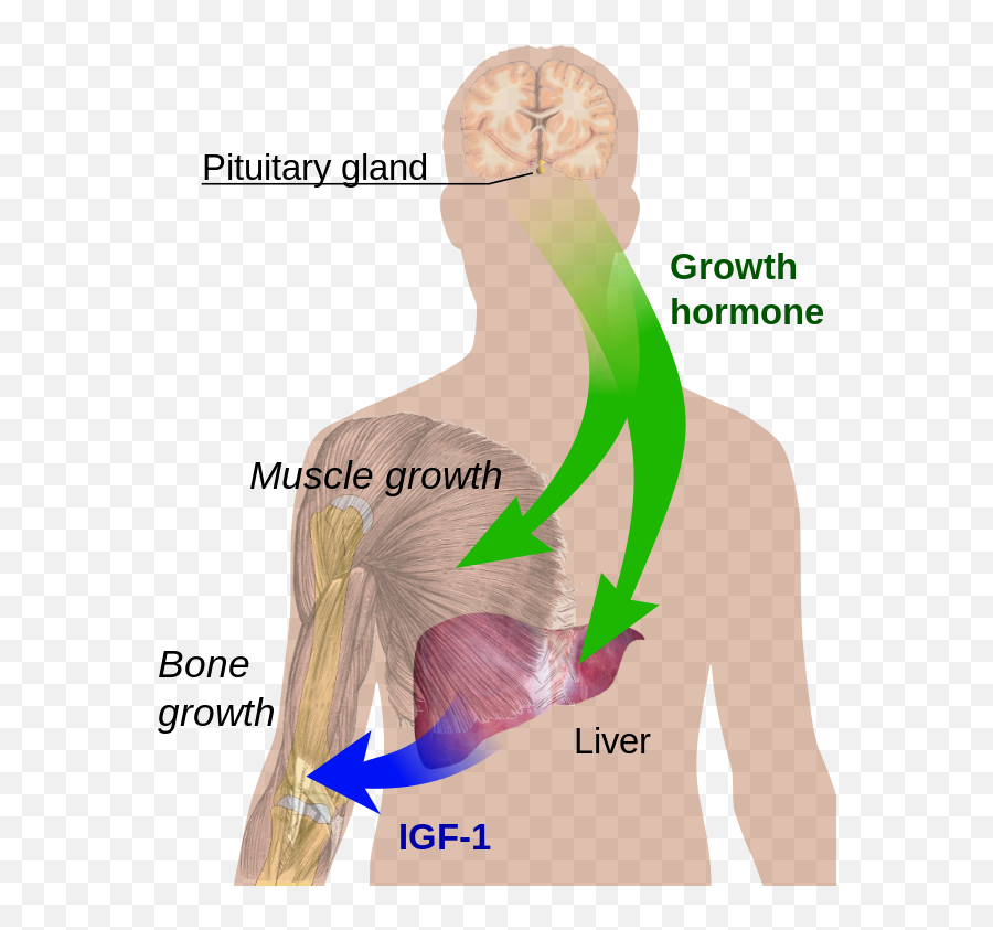 Endocrine Growth Regulation - Pituitary Gland Growth Hormone Emoji,Sleeping Emoji Copy And Paste