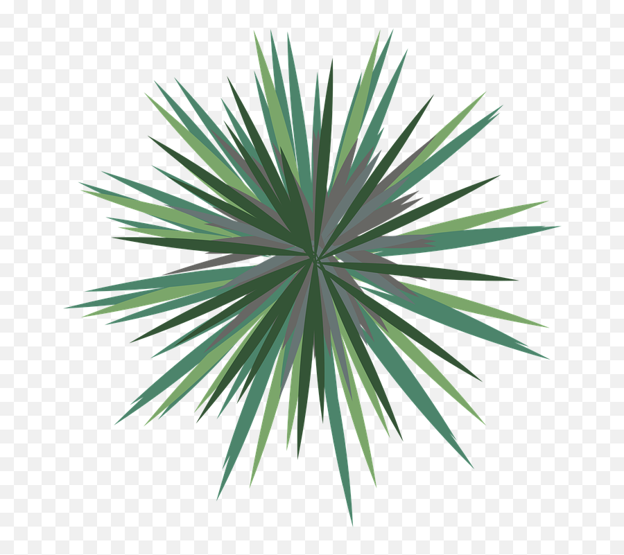 Palm Tree Plan - Palm Tree Plan Png Emoji,Palm Tree Book Emoji