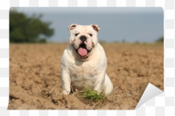 Assis Beau Le Bulldog Anglais Blanc - Olde English Bulldogge Emoji