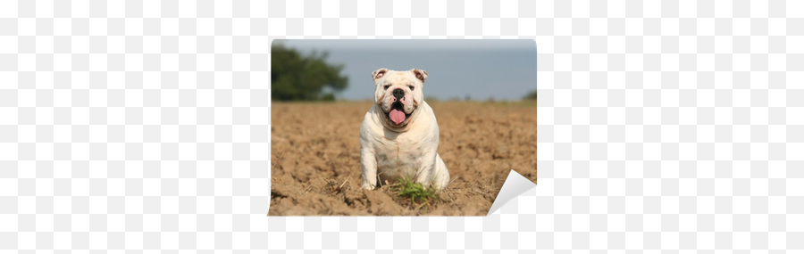 Assis Beau Le Bulldog Anglais Blanc - Olde English Bulldogge Emoji,Bulldog Emoticon