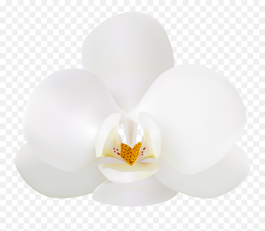 Clipart White Orchid Png Emoji,Orchid Emoji