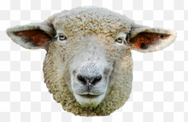 Sheep Face Png U0026 Free Sheep Facepng Transparent Images - Sheep Head Transparent Background Emoji,Ewe Emoji