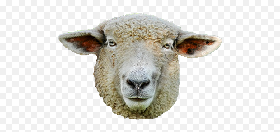 Sheep Face Png U0026 Free Sheep Facepng Transparent Images - Sheep Head Transparent Background Emoji,Ewe Emoji