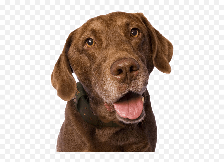Dogs Vector Chesapeake Bay Retriever - Chesapeake Bay Retriever Png Emoji,Golden Retriever Emoji