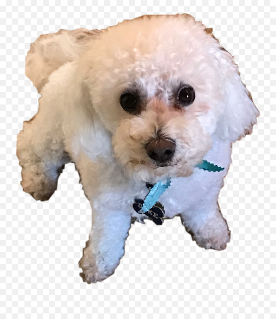 The Newest Duce Stickers - Companion Dog Emoji,Duces Emoji