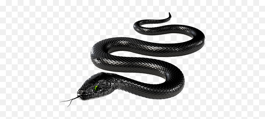 Ftestickers Snake Freetoedit - Black Snake Transparent Background Emoji,Black Mamba Emoji