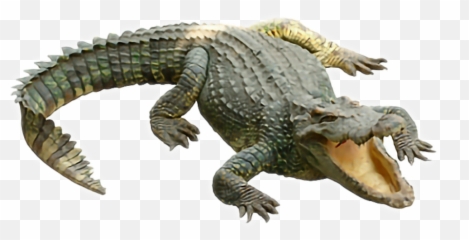Popular and Trending krokodil Stickers on PicsArt - Crocodile Png Transparent Emoji