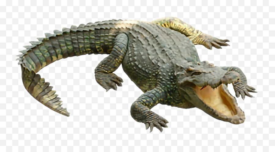 Popular And Trending Krokodil Stickers On Picsart - Crocodile Png Transparent Emoji,Crocodile Emoji