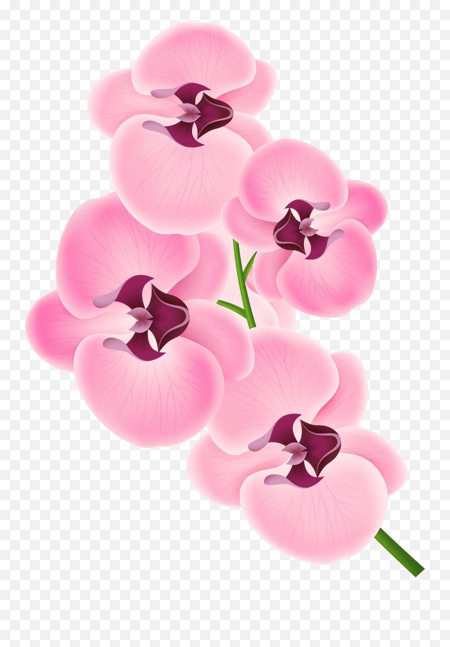 Pink Orchid Clipart Png Transparent Png - Transparent Background Orchid Clipart Emoji,Orchid Emoji