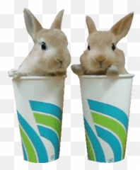 Top Blond Bunnies Stickers For Android - Rabbit Animated Gif Transparent Emoji