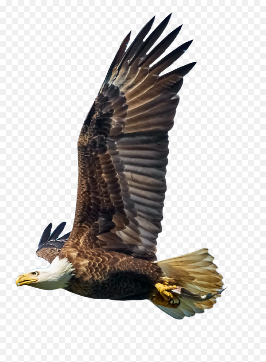 Eagles Bird Birds Eagle - Hawk Emoji,Eagles Emoji