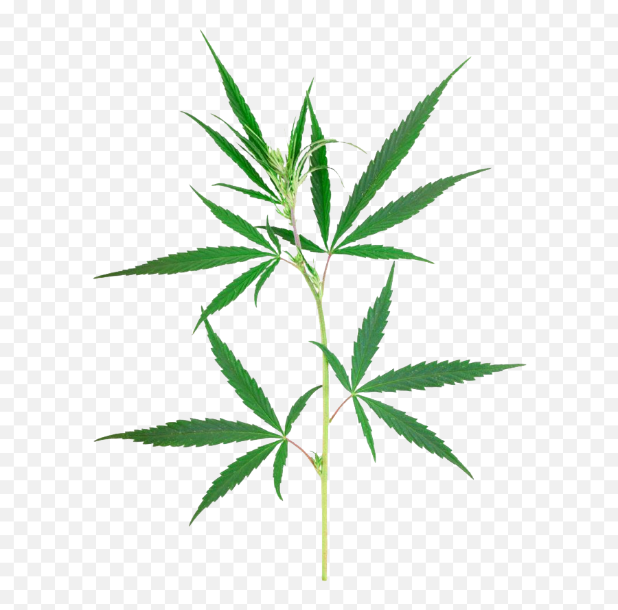 Weed Leaf Png - Hemp Plant Png Emoji,Marijuana Emoji
