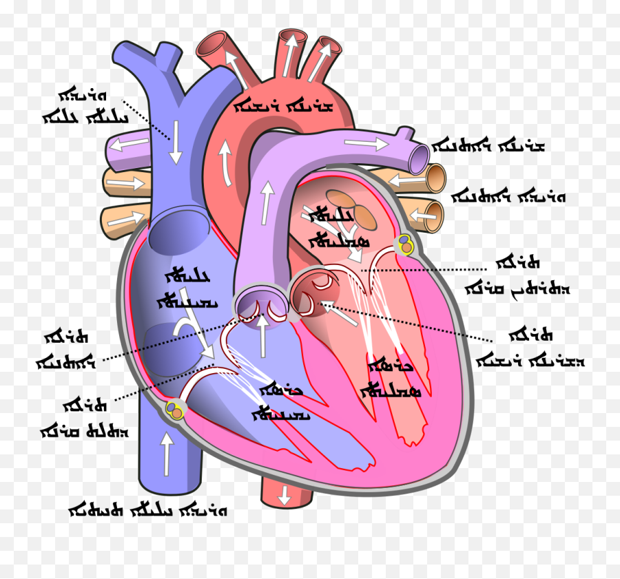 Diagram Of The Human Heart - Human Heart Emoji,Heart Made From Emojis