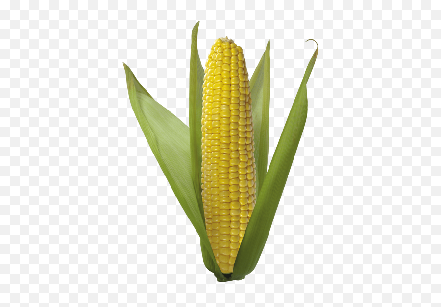 Corn Best Png - 22046 Transparentpng Ear Of Corn Png Emoji,Emoji Corn