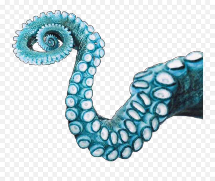Tentacle - Transparent Background Octopus Tentacles Png Emoji,Tentacle Emoji