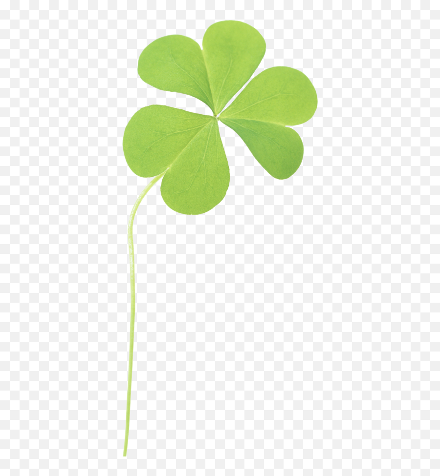 Clover Png And Vectors For Free Download - Dlpngcom Real Clover Png Emoji,Shamrock Emoji