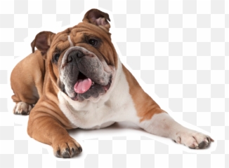 French Bulldog American Bulldog Puppy Boxer - Transparent Background Bulldog Png Emoji,Bulldog Emoji
