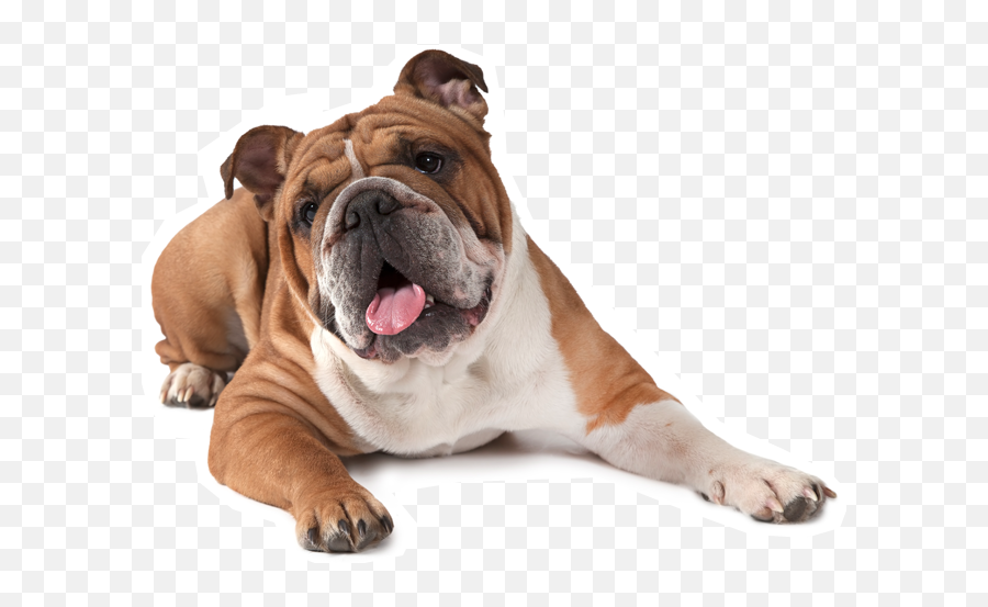 French Bulldog American Bulldog Puppy Boxer - Transparent Background Bulldog Png Emoji,Bulldog Emoji