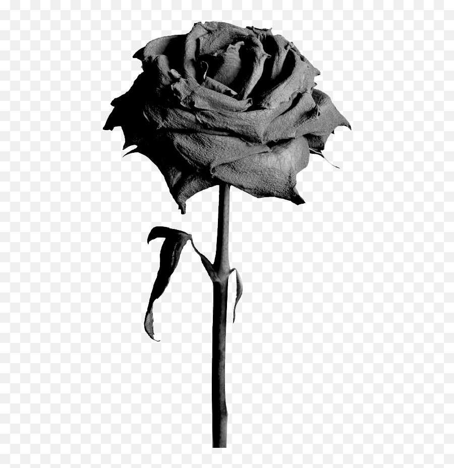 Black Rose Png Picture - Transparent Background Black Rose Flower Png Emoji,Black Rose Emoji