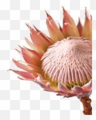 Meaning Symbolism Of Protea - Flower Emoji