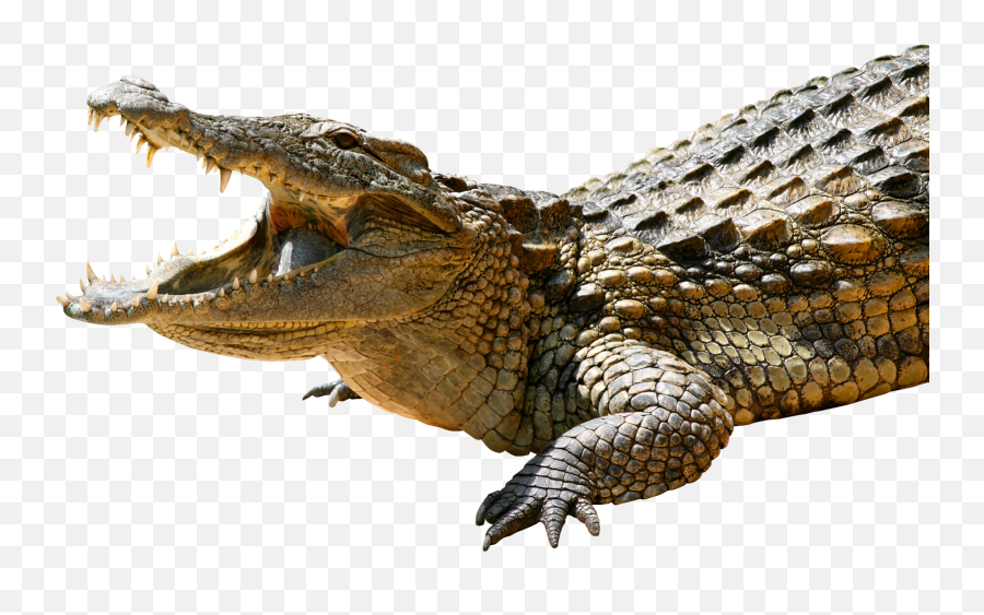 Crocodile Clipart American Crocodile Crocodile American - Transparent Crocodile Png Emoji,Alligator Emoji