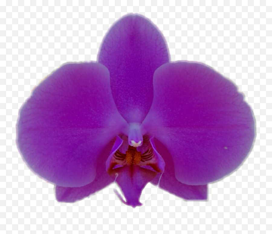 Orchid Clipart Lilac Orchid Lilac - Moth Orchid Emoji,Orchid Emoji