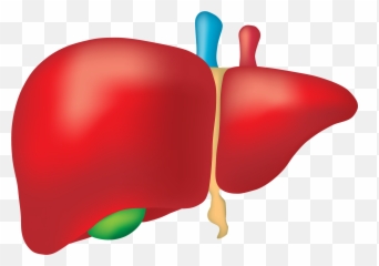 Liver Clipart Food - Organ Png Emoji