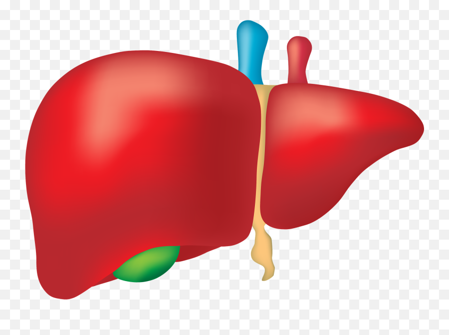 Liver Clipart Liver Food Liver Liver - Liver Organ Png Emoji,Liver Emoji