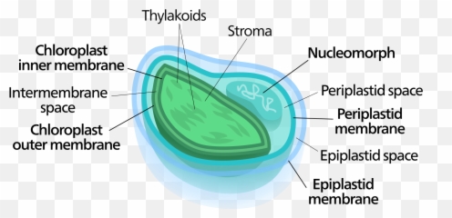 Featured Picture - Chloroplast Beschriftet Emoji,300 Emoji Copy And Paste