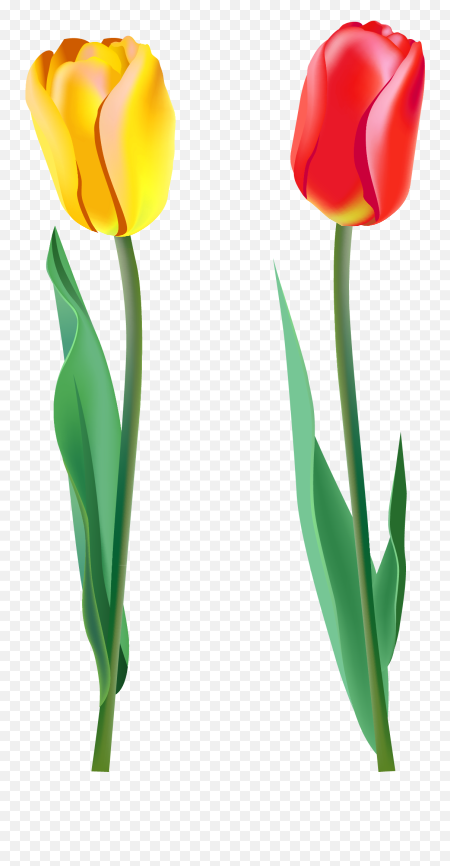 29 Tulip Clipart Transparent Background Free Clip Art Stock - Tulip Clipart Emoji,Tulip Emoji