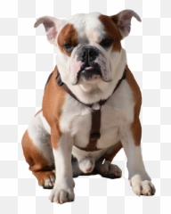 Dog Bulldog - Bulldog Png Emoji,Bulldog Emoji