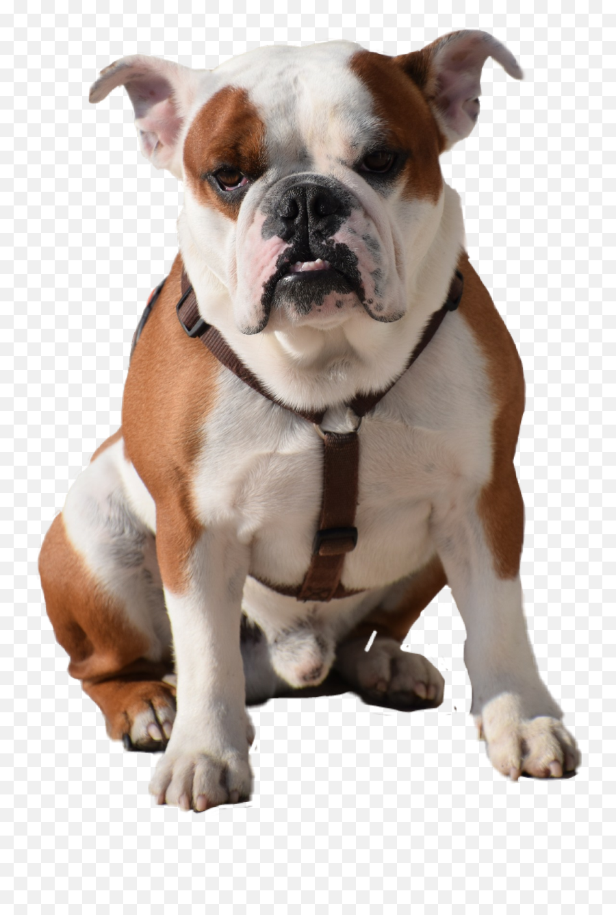 Dog Bulldog - Bulldog Png Emoji,Bulldog Emoji